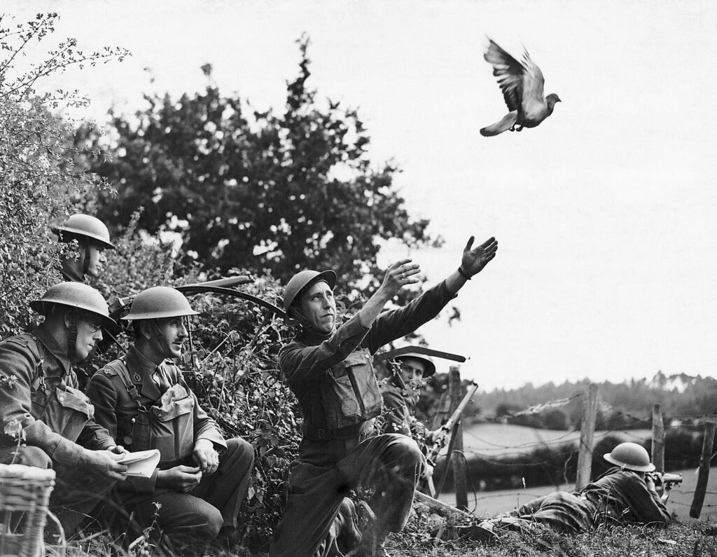 An English Army detachment release a messenger pigeon during World War II, circa 1940s.© Bettmann/Getty