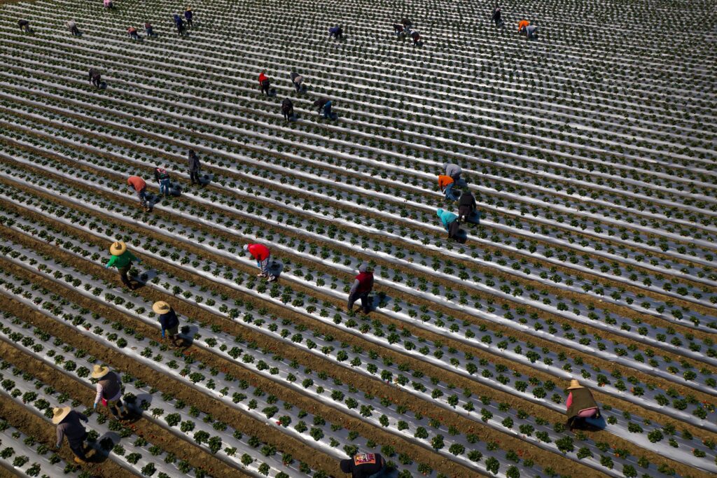 Migrant workers pick strawberries south of San Francisco, California, on April 3, 2024. © Joe Sohm/Visions of America/Getty